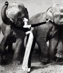 N°19 – Dovima et les éléphants (1955) - Richard Avedon   Une photographie d
