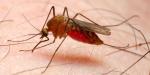 Malaria/Paludisme : ÉTUDE DE MARCHE PHARMACEUTIQUE